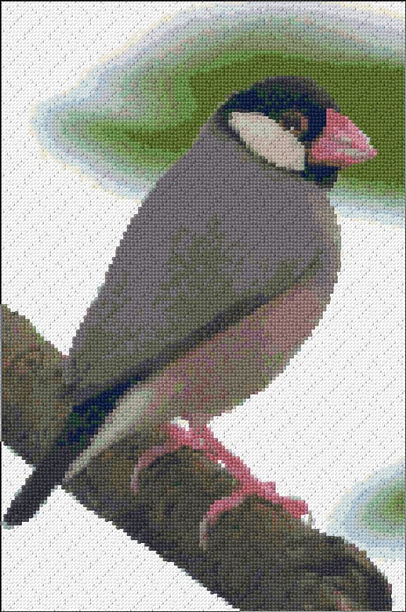 Java Sparrow free cross-stitch pattern