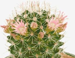 Blooming Cactus